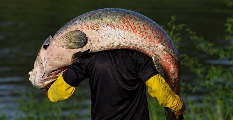 13 Freshwater Fish That Outweighed The Anglers Who Reeled Them In meta