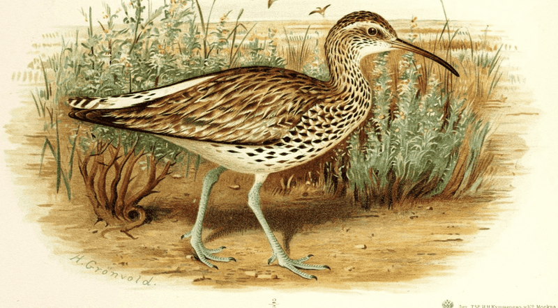 Once Common, Now Vanished Without A Trace