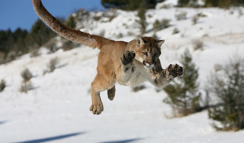 Puma