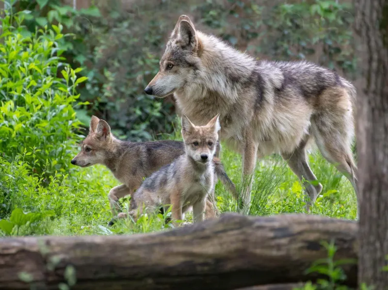 Mexican Wolf