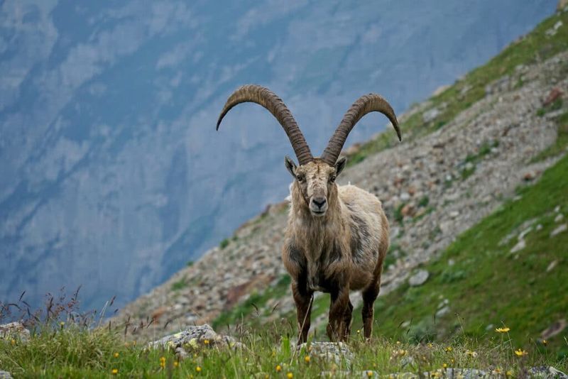 Ibex