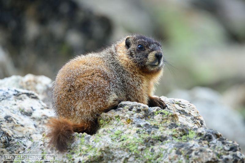 Marmots