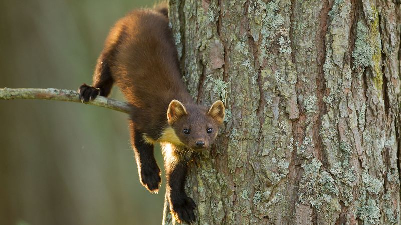 Ireland – The Snake-Free Isle Of Safety