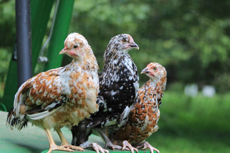 Swedish Flower Hen