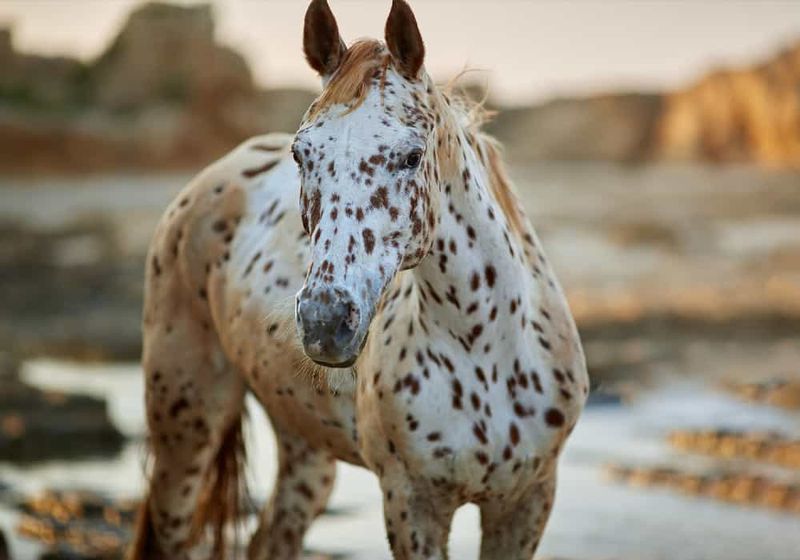 Appaloosa: The Spotted Soul-Connector
