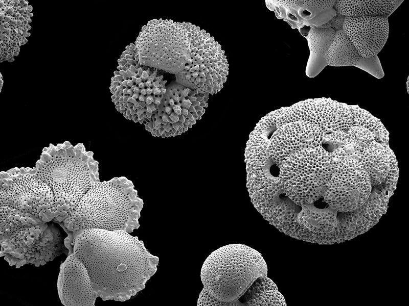 Planktic Foraminifera