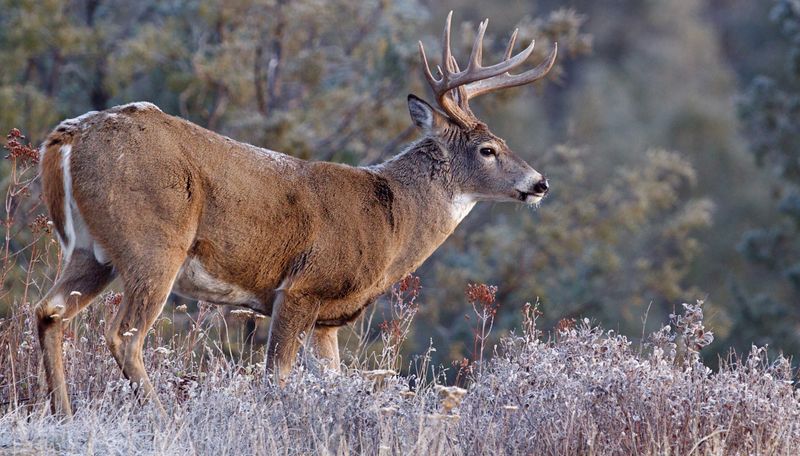 Illinois – White-tailed Deer