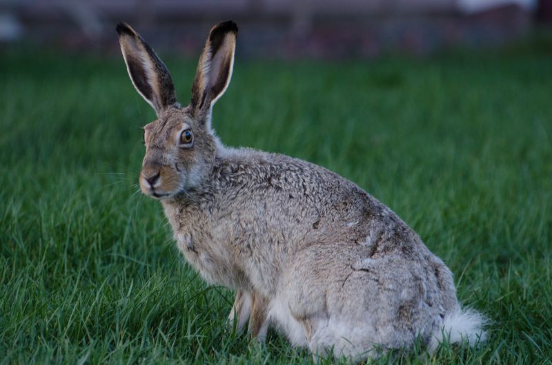 The Vanishing Mountain Hare