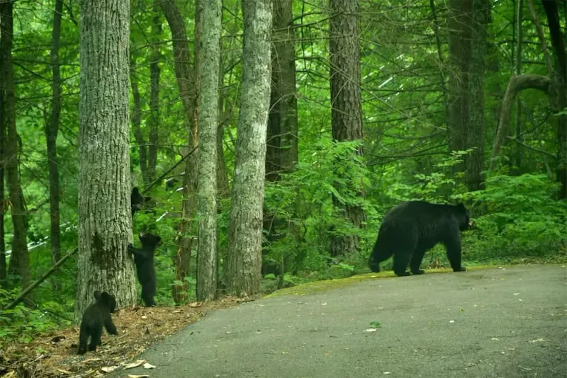 North Carolina: Smoky Mountain Bears