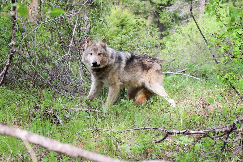 Washington's Returning Wanderers