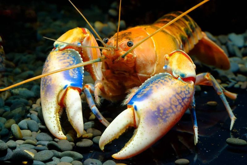 What To Feed Your Lobster For Proper Growth
