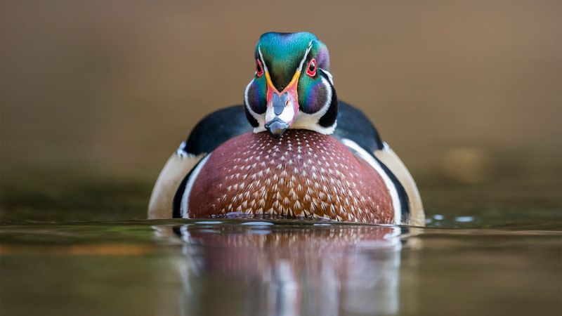 Check The Habitat