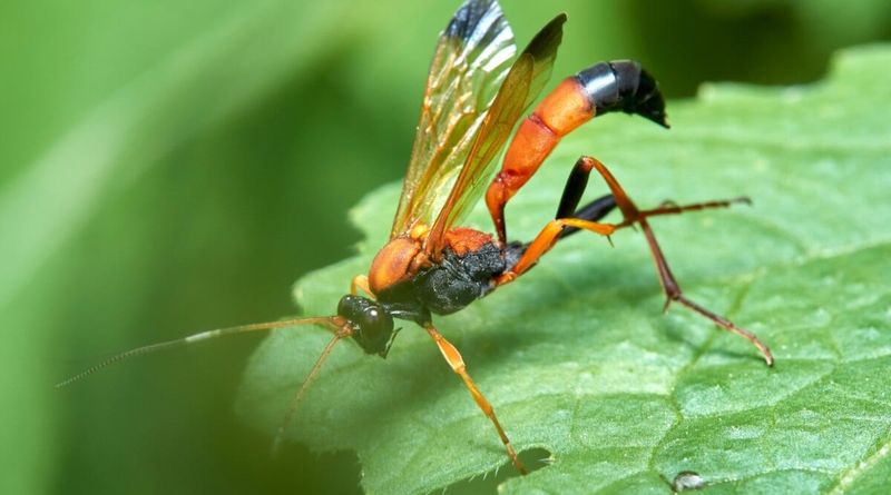 Control Methods For Invasive Insects In The U.S.