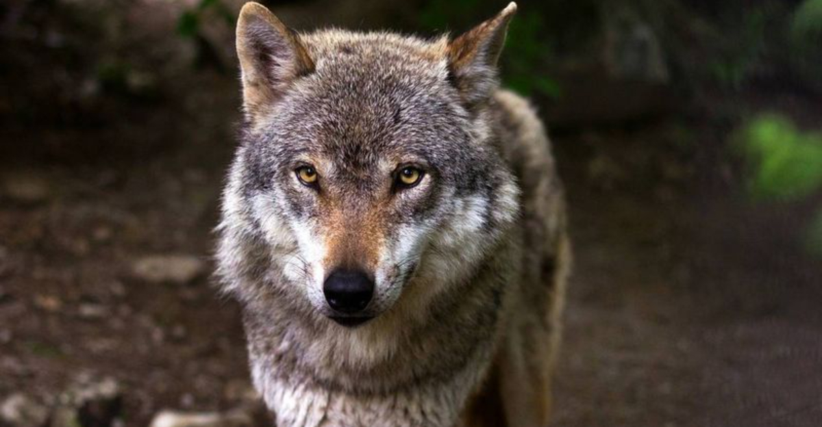 If A Wolf Spots You First, 13 Quick Actions Could Keep You Safe Or Put You At Risk