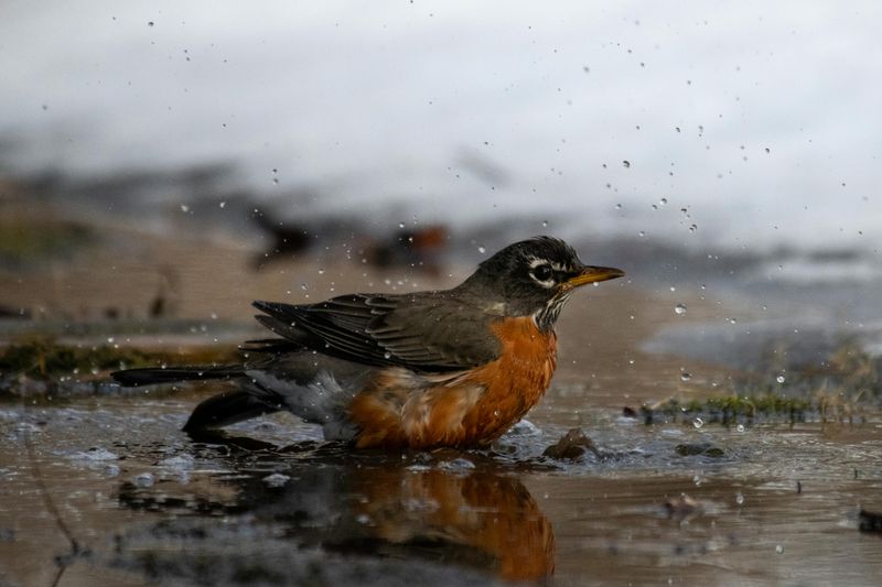 Nature's Gardeners: American Robins