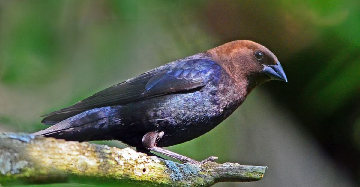 If These 7 Birds Visit Your Garden You're Doing Everything Right Plus 7 That Signal Trouble
