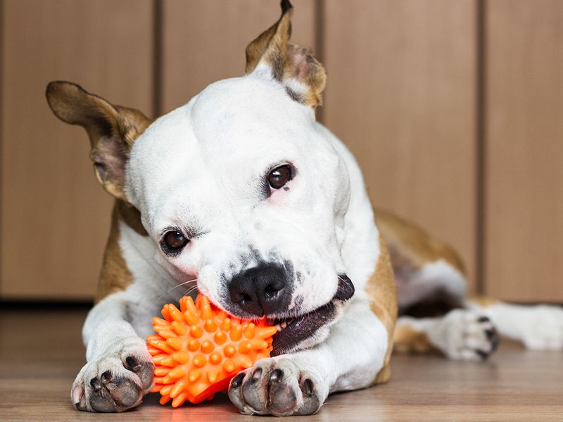 Rely On Treats For Guilt