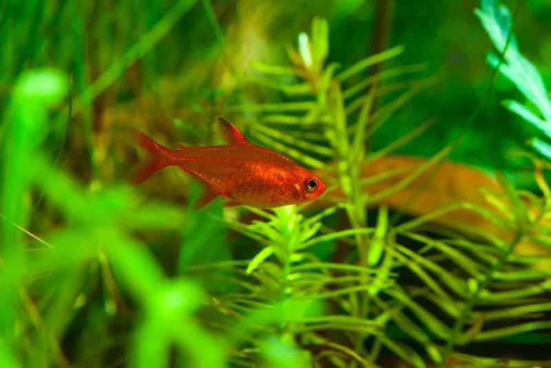 Overfeeding Your Fish