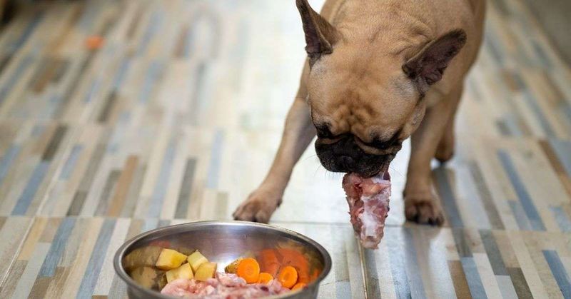 Poor Quality Food Or Improper Diet