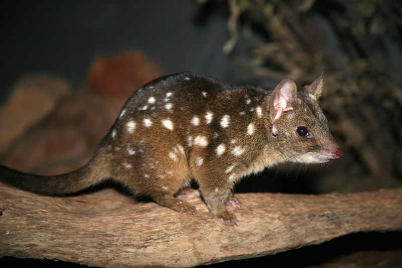 Once Gone, Now Thriving: How Reintroduction Turned The Tide