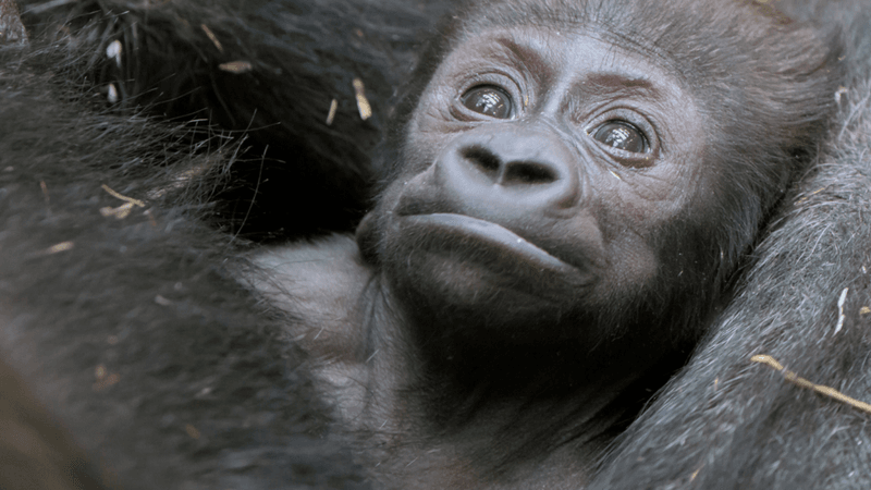 Cross River Gorilla - The Forest Phantom