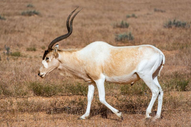 Addax Antelope