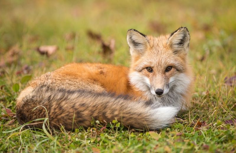 Missouri's Woodland Wildlife