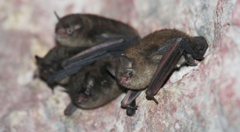 Indiana – Indiana Bat