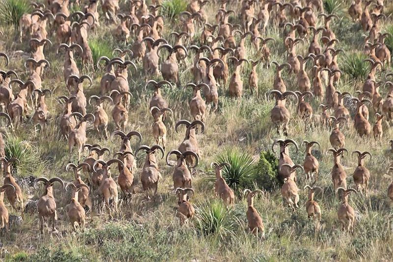 From Game Ranch Curiosity To Ecological Threat