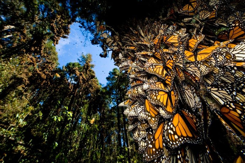 Migrating Monarchs