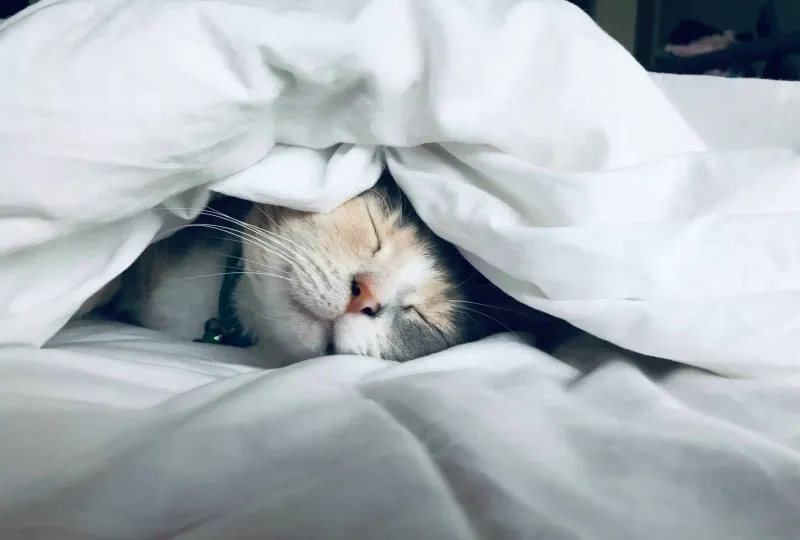 Sleep Quality Enhancer