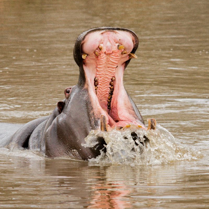 Hippos And Their Adaptation To Semi-Aquatic Life