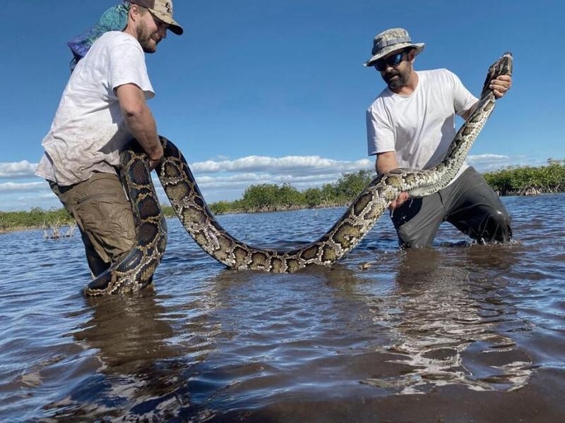 The Snake's Growing Population In The Everglades