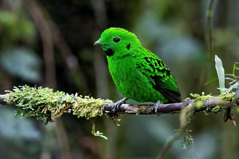 African Green Broadbill – The Silent Specter