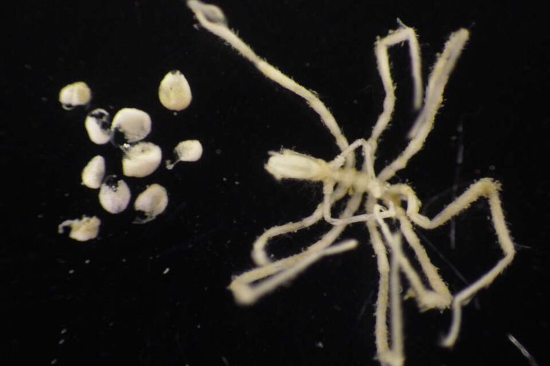 Role In Deep-Sea Ecosystems