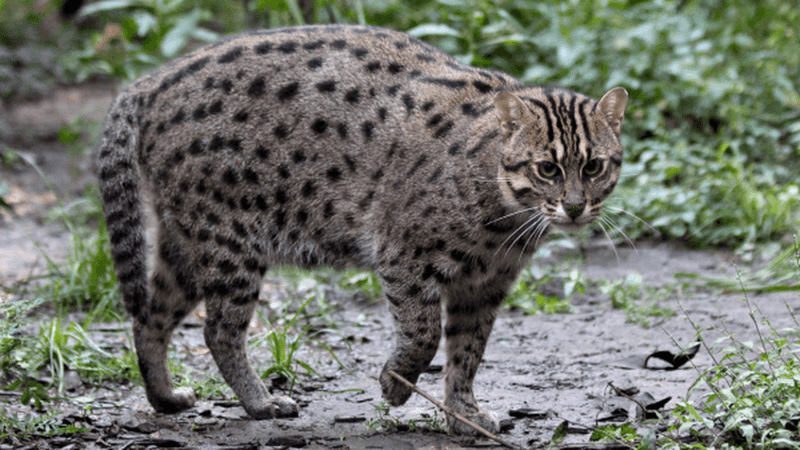 Future Conservation Of The Indian Fishing Cat