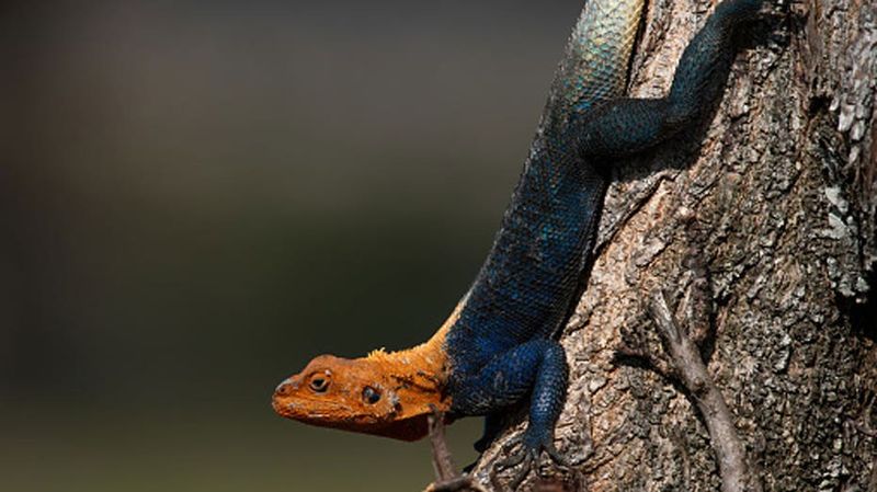 Climate Change Expands Their Range