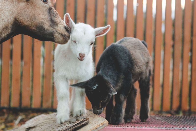Practical Milk Production