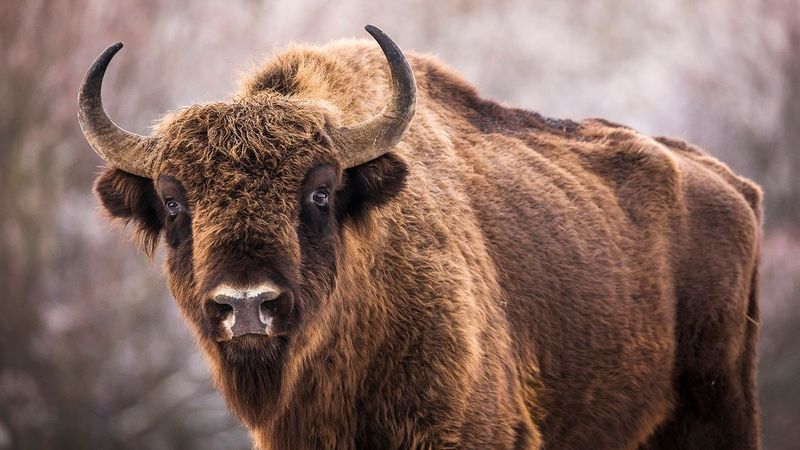 Bison's Immune System