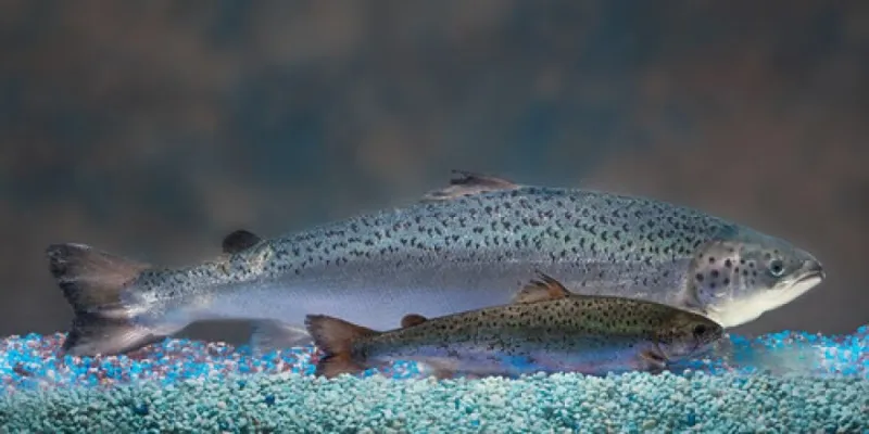 Massive Fish Stocking Efforts