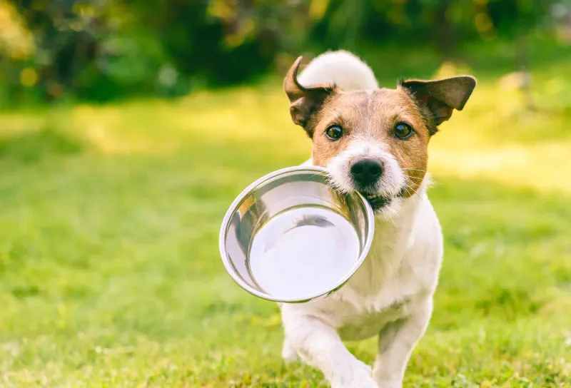 Exclusive Pet Boutiques