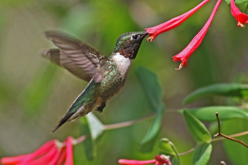 Near Flowering Plants With Natural Nectar