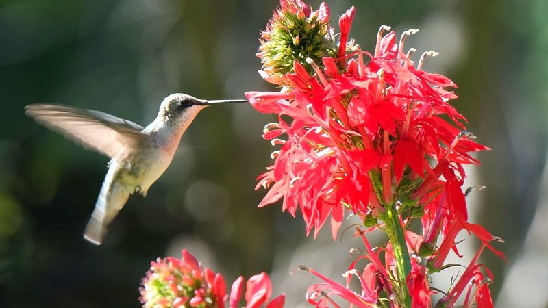 Near Flowering Plants With Strong Scent