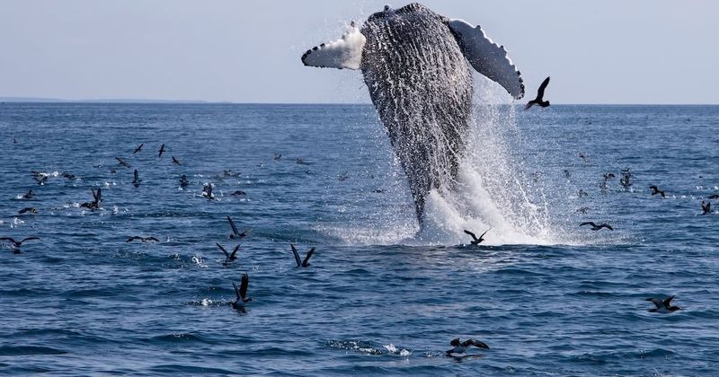 Food Scarcity Due To Overfishing