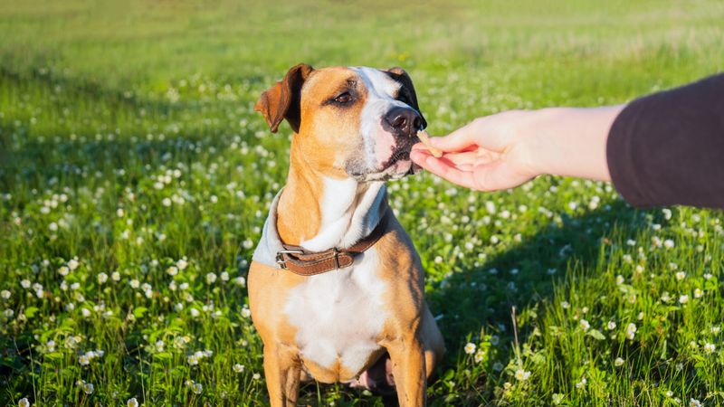 Relying on Treats Forever