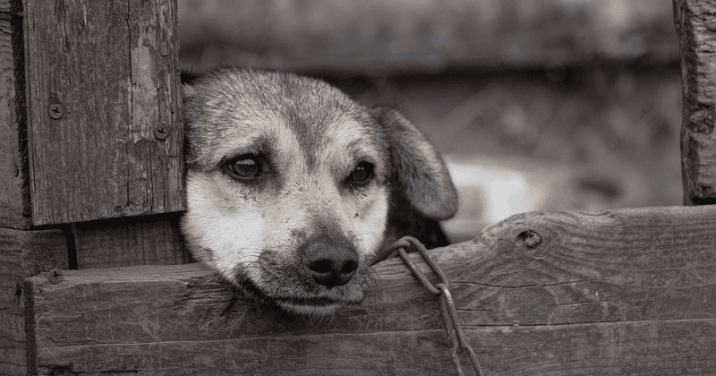 Ignoring Signs Of Pain Or Discomfort