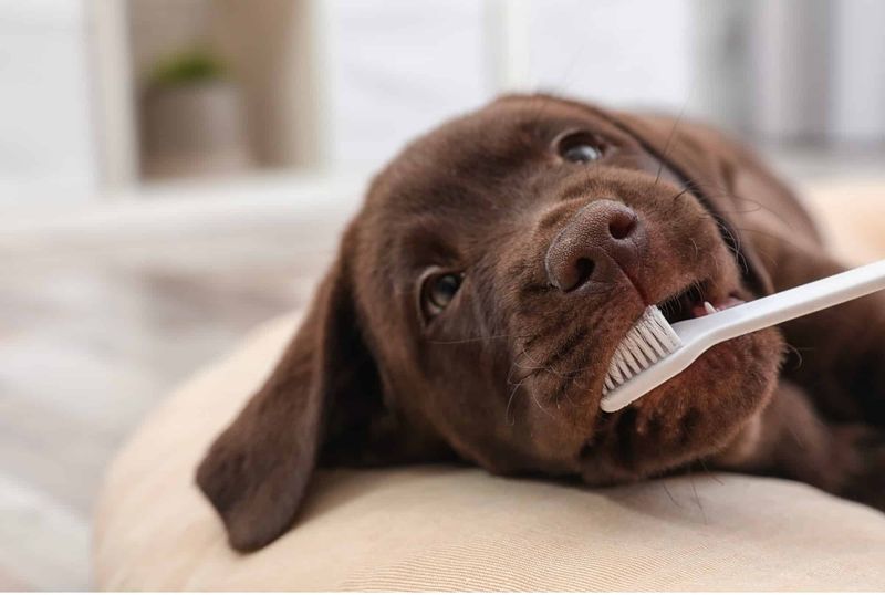 Overlooking Dental Health