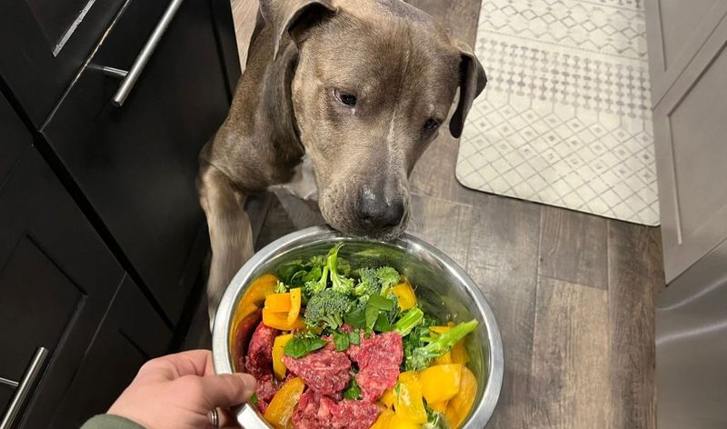 Improve Your Dog's Diet Quality