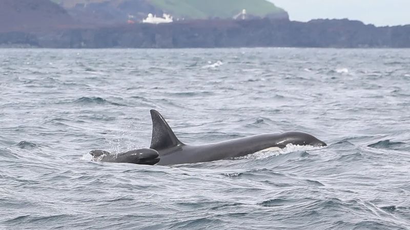 How Dolphins And Orcas Are Struggling To Cope