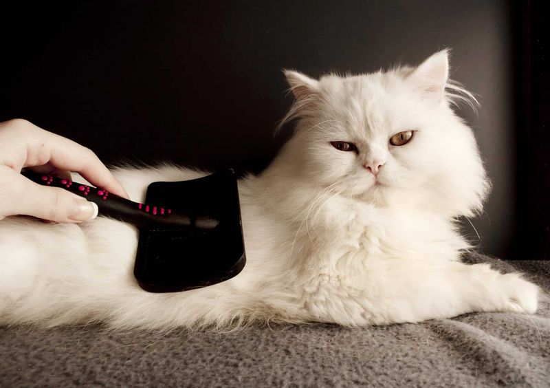 Luxury Grooming Products